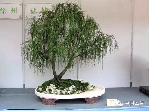 2009年市场价格50万元的盆景