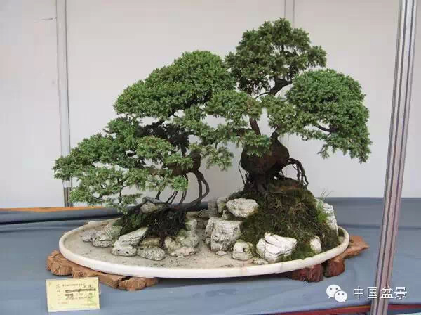 2009年市场价格50万元的盆景