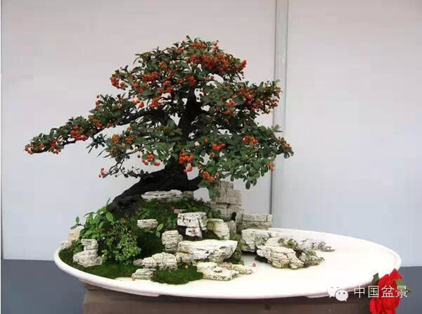 2009年市场价格50万元的盆景