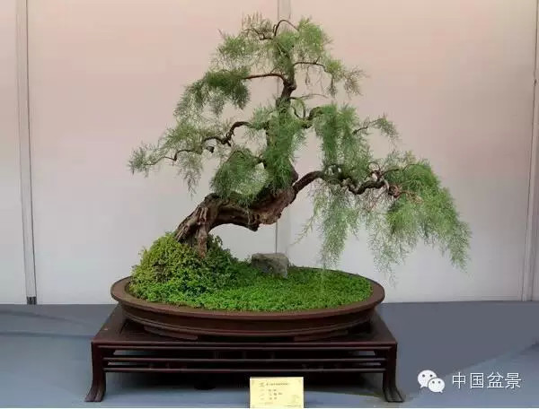 2009年市场价格50万元的盆景