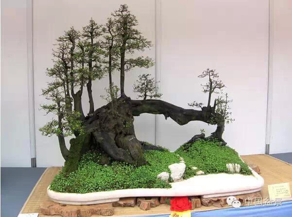 2009年市场价格50万元的盆景