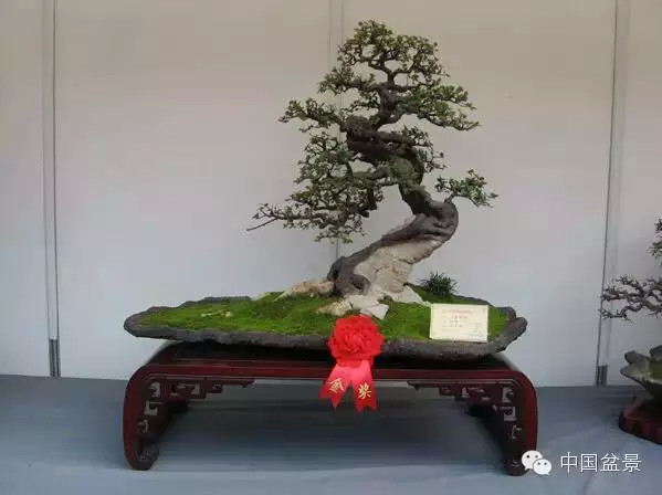 2009年市场价格50万元的盆景