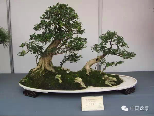 2009年市场价格50万元的盆景