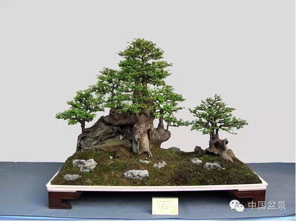 2009年市场价格50万元的盆景