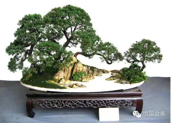 2009年市场价格50万元的盆景