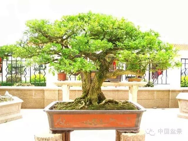 2009年市场价格50万元的盆景