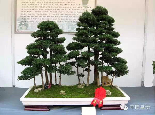 2009年市场价格50万元的盆景