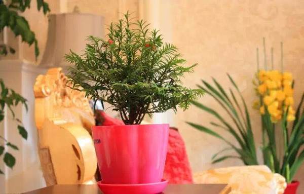 开发崖柏的并不是盆景人 而是根雕工作者