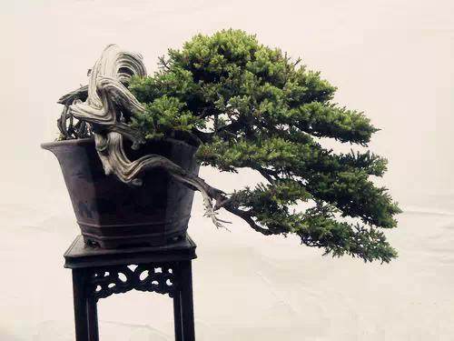 开发崖柏的并不是盆景人 而是根雕工作者