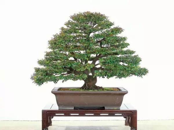 开发崖柏的并不是盆景人 而是根雕工作者