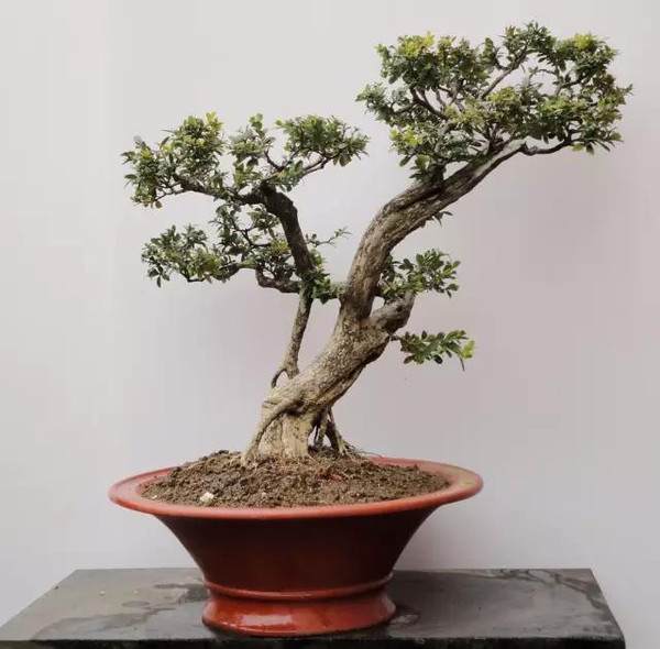 开发崖柏的并不是盆景人 而是根雕工作者