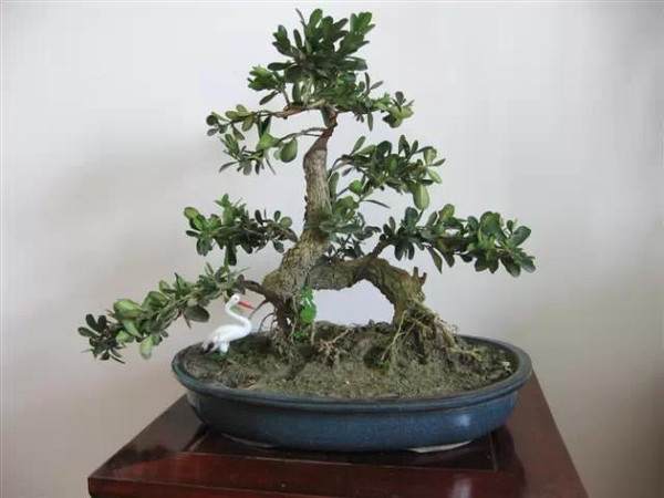 开发崖柏的并不是盆景人 而是根雕工作者