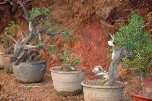 开发崖柏的并不是盆景人 而是根雕工作者