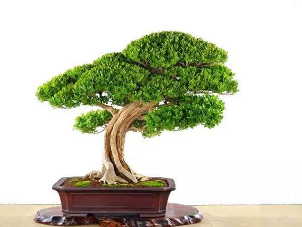 开发崖柏的并不是盆景人 而是根雕工作者