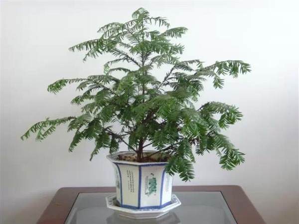 开发崖柏的并不是盆景人 而是根雕工作者