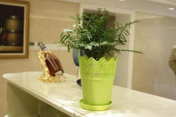 开发崖柏的并不是盆景人 而是根雕工作者