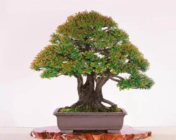 开发崖柏的并不是盆景人 而是根雕工作者