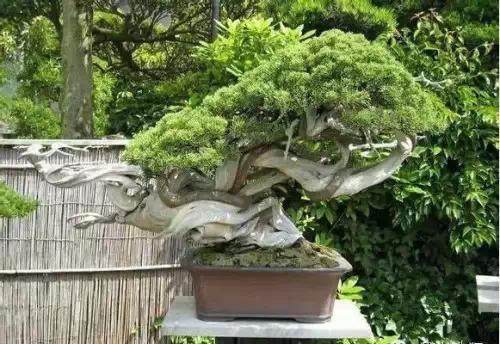 开发崖柏的并不是盆景人 而是根雕工作者