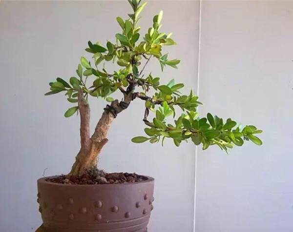 开发崖柏的并不是盆景人 而是根雕工作者