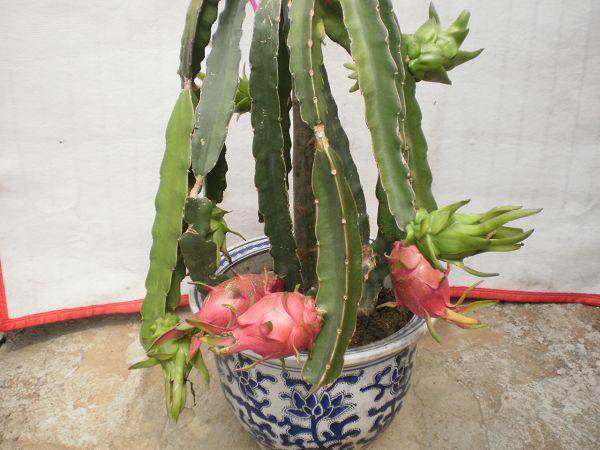 将火龙果做成盆景 你看过吗?