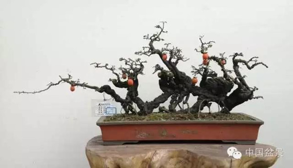 微信盆友实话实说中国盆景路在何方?