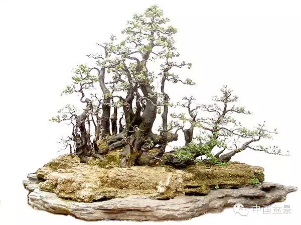 微信盆友实话实说中国盆景路在何方?