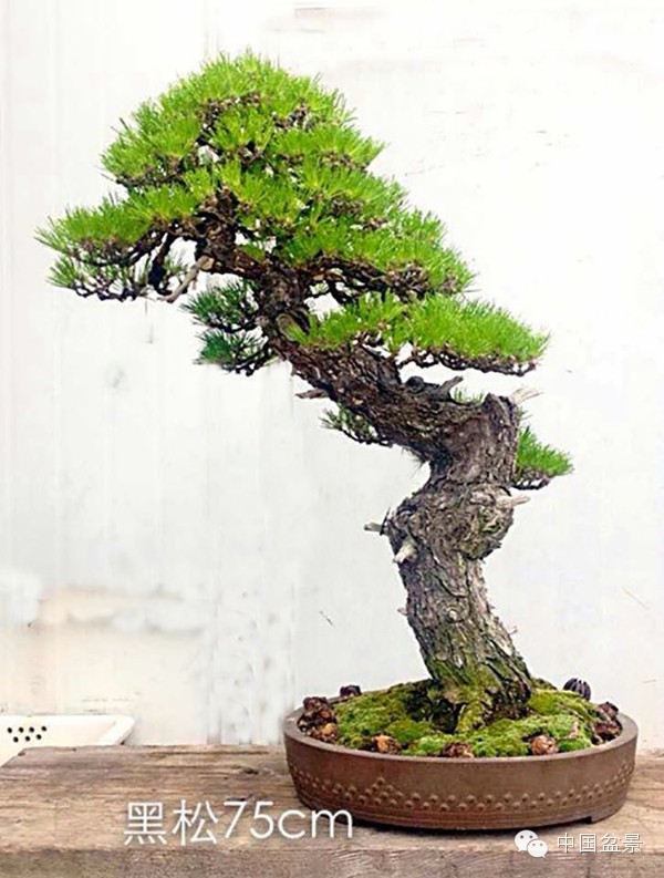 微信盆友实话实说中国盆景路在何方?