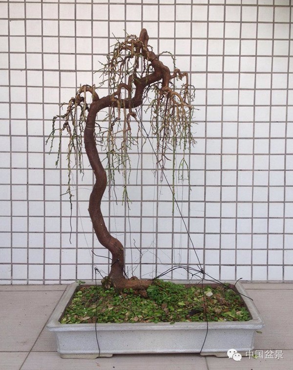 微信盆友实话实说中国盆景路在何方?