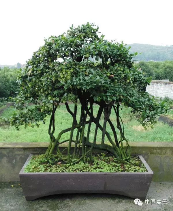 微信盆友实话实说中国盆景路在何方?