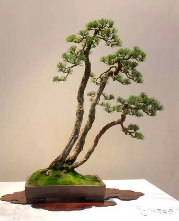 微信盆友实话实说中国盆景路在何方?