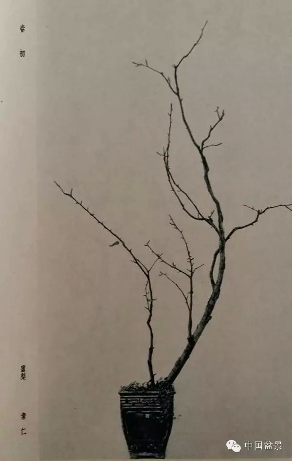 微信盆友实话实说中国盆景路在何方?