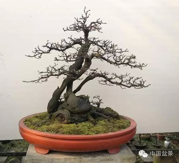 微信盆友实话实说中国盆景路在何方?