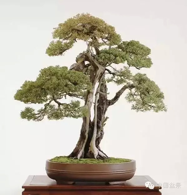 微信盆友实话实说中国盆景路在何方?