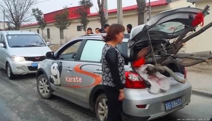 市场价值数千元的对节白蜡被盗走