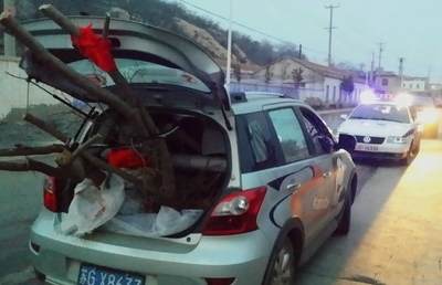 桐城市的采花大盗偷走多家盆景