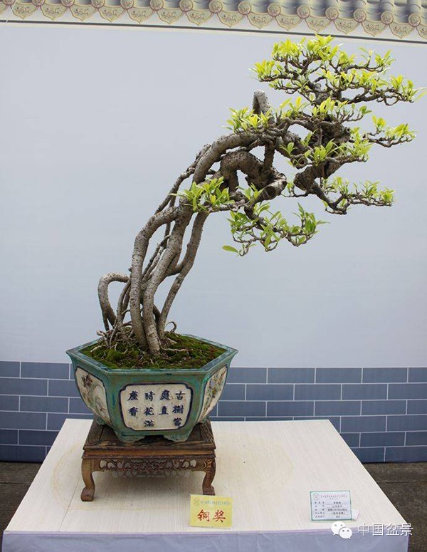 中国盆景历来追求意境的营造