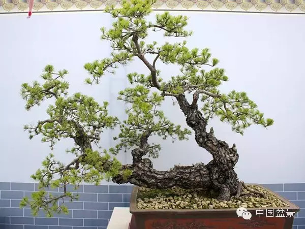 中国盆景历来追求意境的营造