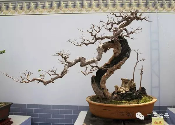 中国盆景历来追求意境的营造