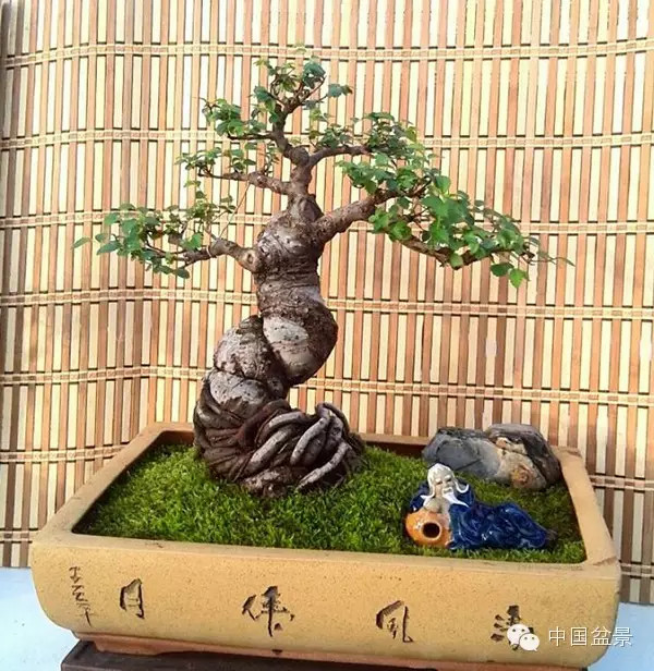 中国盆景历来追求意境的营造