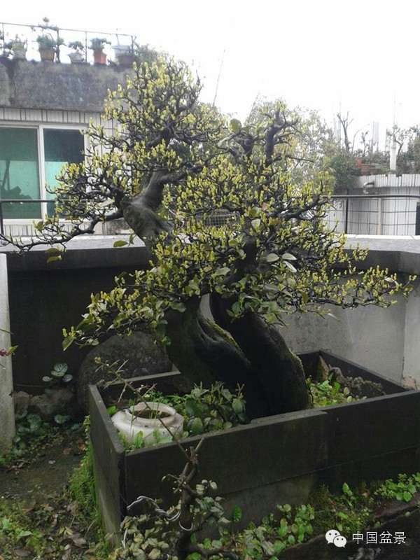 中国盆景历来追求意境的营造