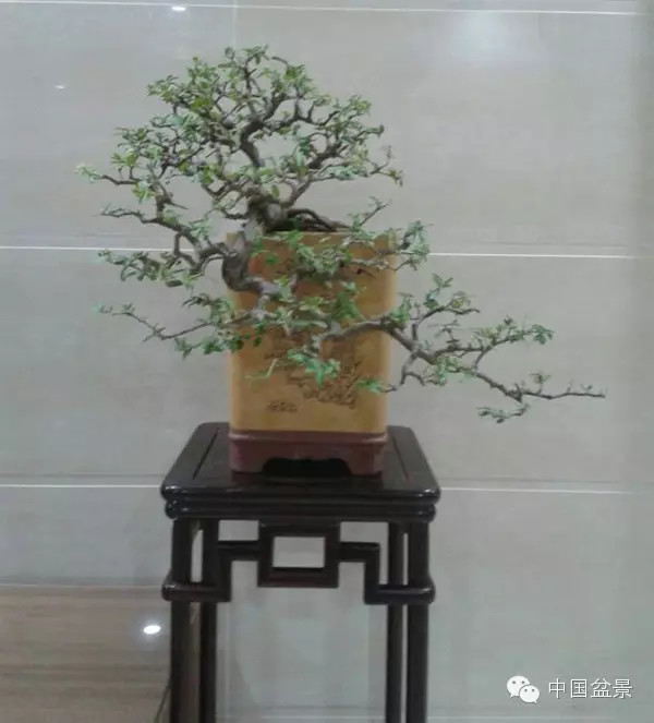 中国盆景历来追求意境的营造