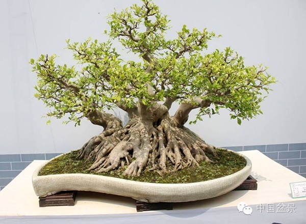 中国盆景历来追求意境的营造