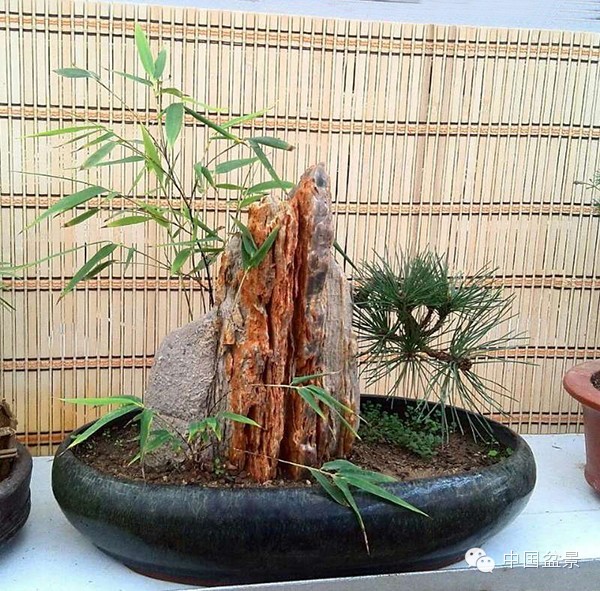 中国盆景历来追求意境的营造