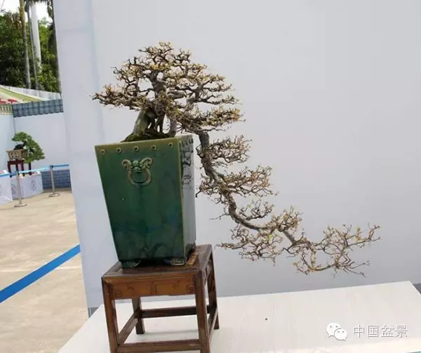 中国盆景历来追求意境的营造