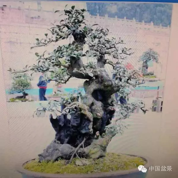 中国盆景历来追求意境的营造