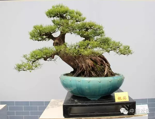 中国盆景历来追求意境的营造