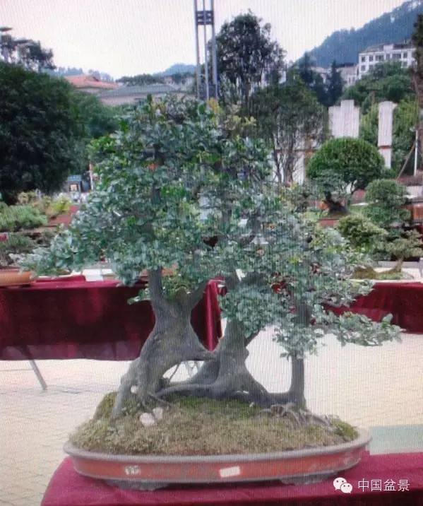 中国盆景历来追求意境的营造
