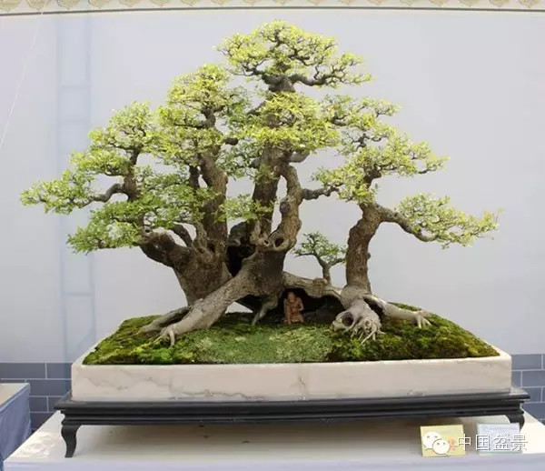 中国盆景历来追求意境的营造