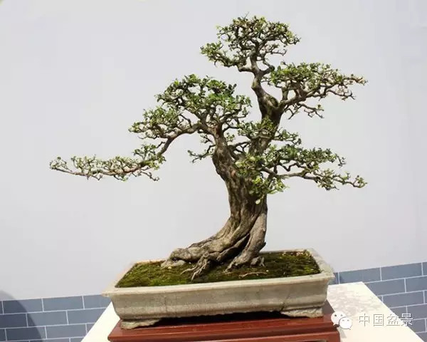 中国盆景历来追求意境的营造