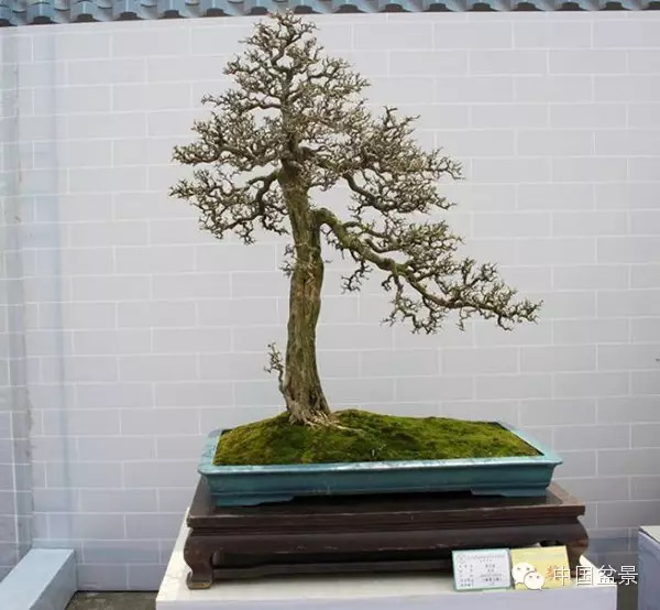 林家辉谈盆景赛事弊端